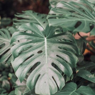 vetenskapligt namn Monstera Deliciosa
