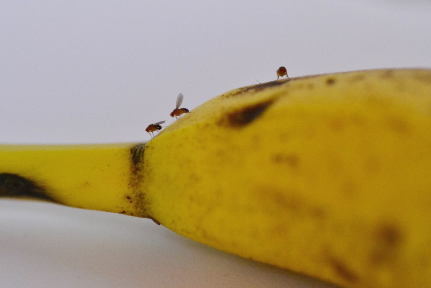Hur blir man av med bananflugor?