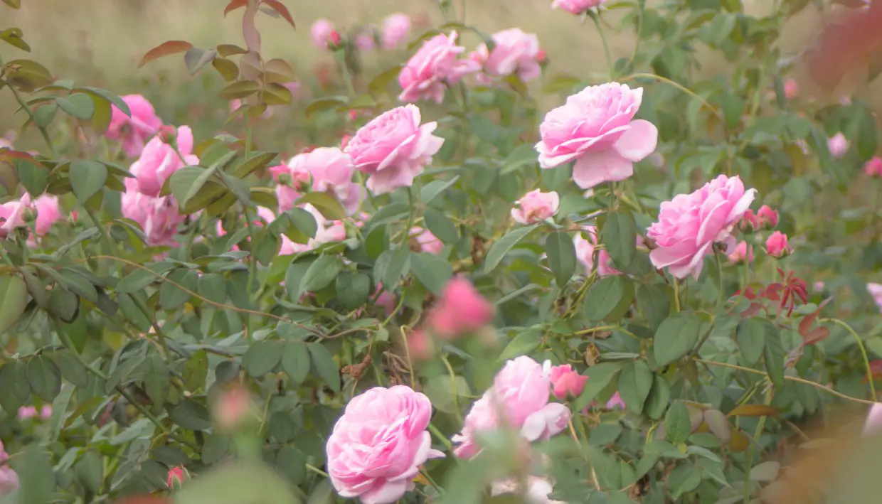 Rosor: Så sköter du om dem för bästa blomning 🌹