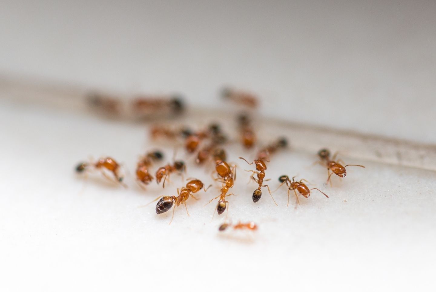 Hur blir man av med myror inomhus?
