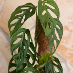 monstera adansonii 