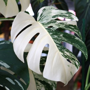 En vacker inredning med monstera växter.