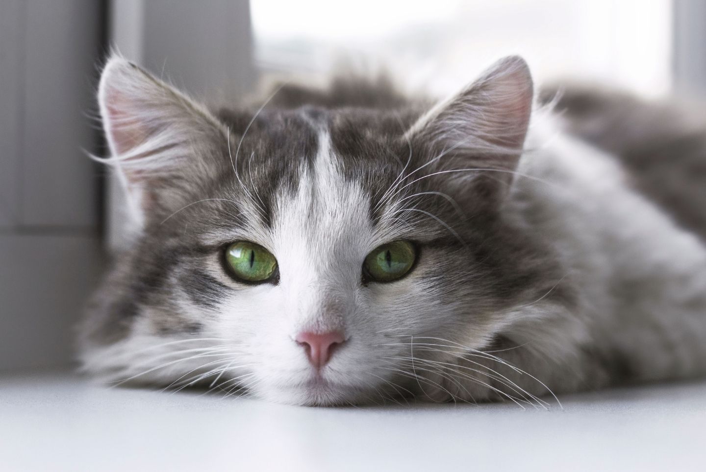 Hur länge luktar kattkiss? (Och hur man rengör det!)