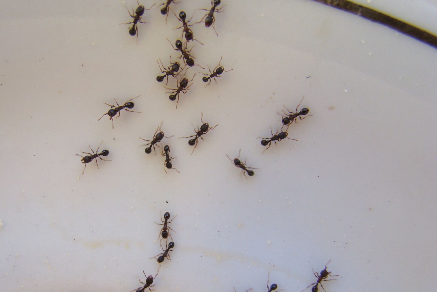 Ättika mot myror