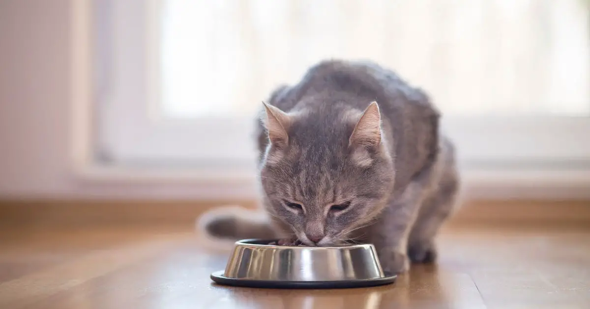 Hemmagjord kattmat och kattgodis – Säkra och hälsosamma alternativ