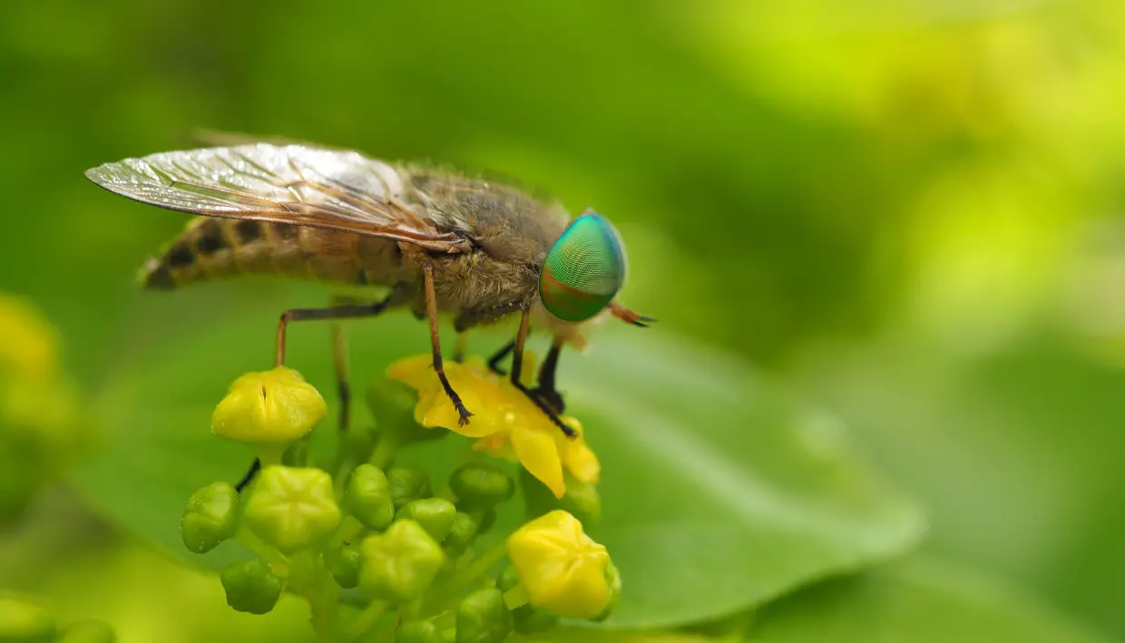 Broms insekt: Bästa sätten att skydda dig och behandla bett