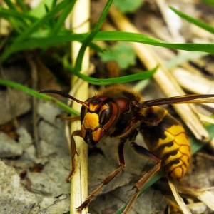 vespa crabro bålgeting