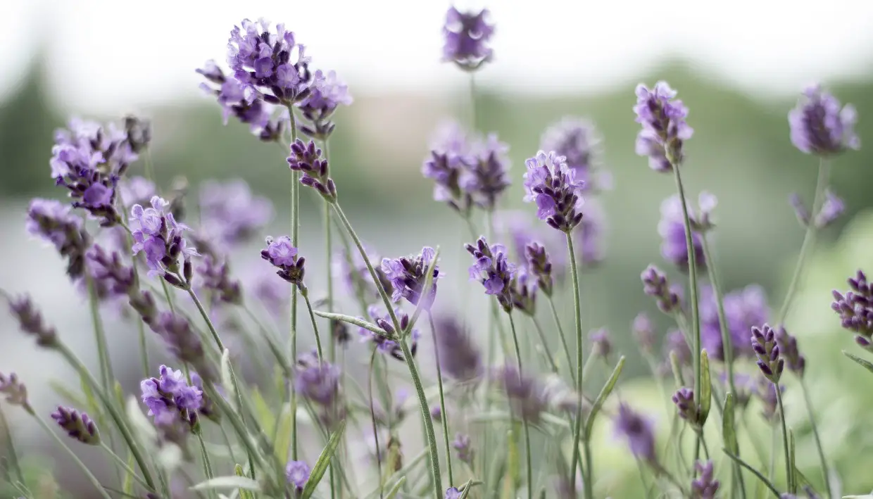 Perfekt lavendel: Guide till plantering och skötsel