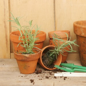 Plantering av lavendel i väldränerad jord.